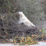 Pater (91) uit Steyl levend gevonden