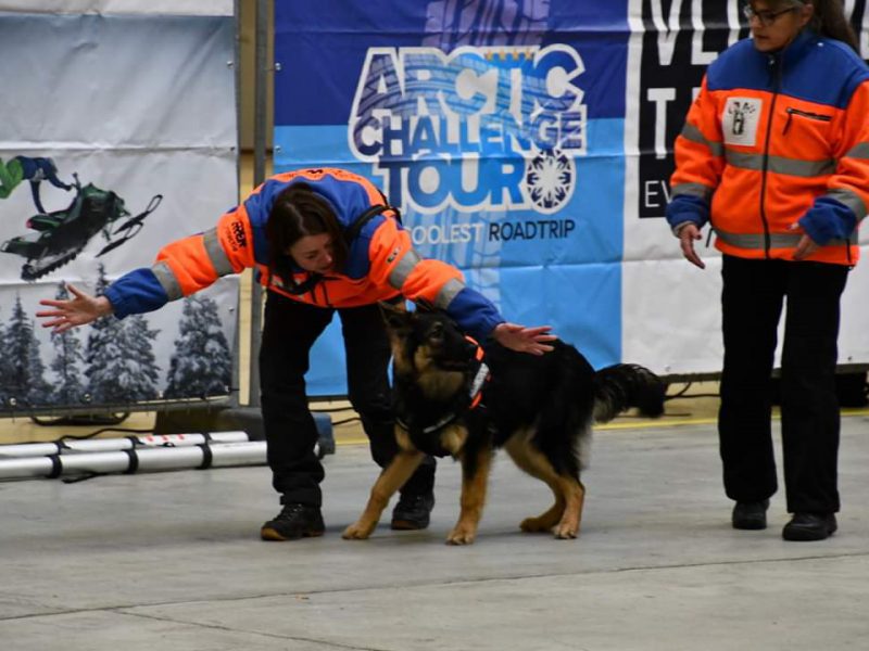 Reddingshond Qimugta tijdens de demo in op de Artic Challenge in Enschede