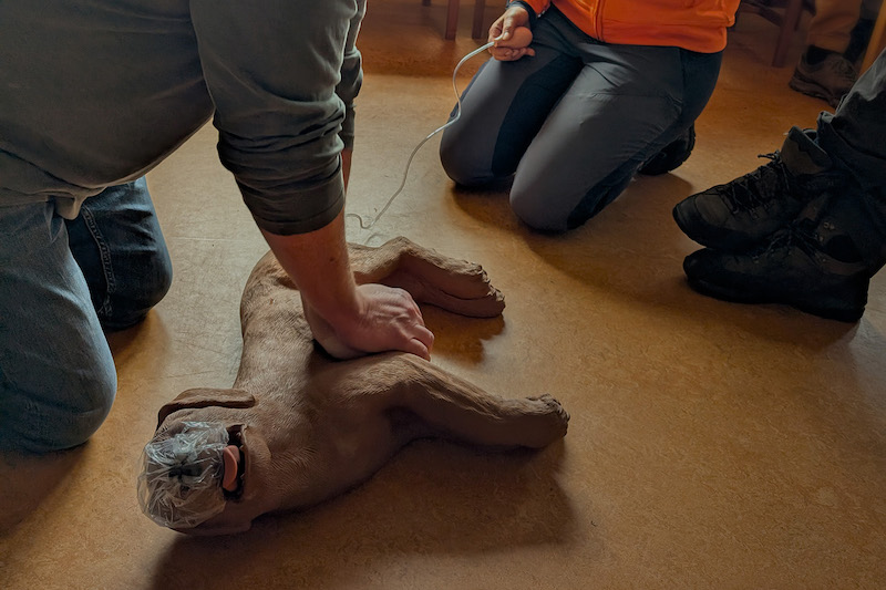 hartmassage bij de hond