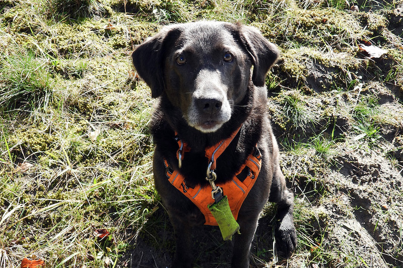 Laska tijdens een korte pauze